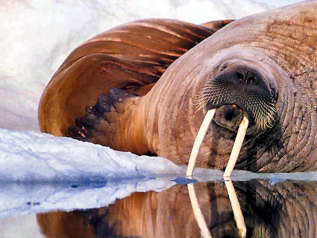 photograph of a walrus
