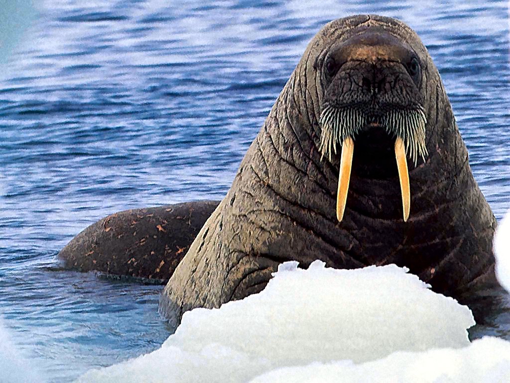 photograph of a walrus
