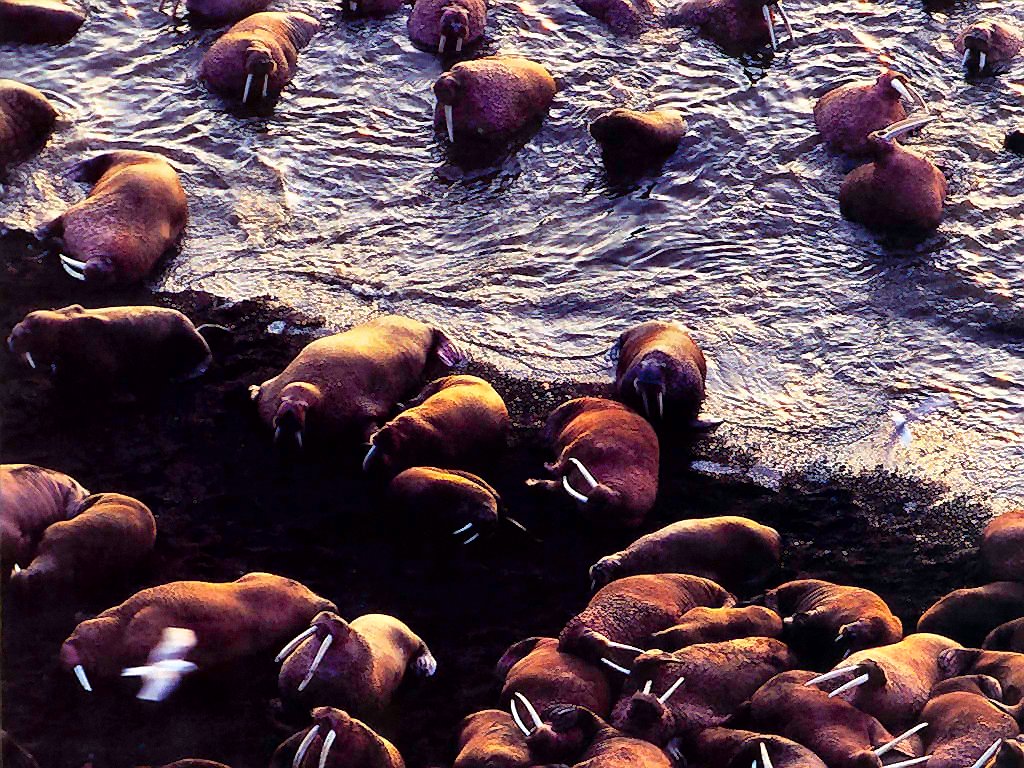 photograph of a pod of walrus