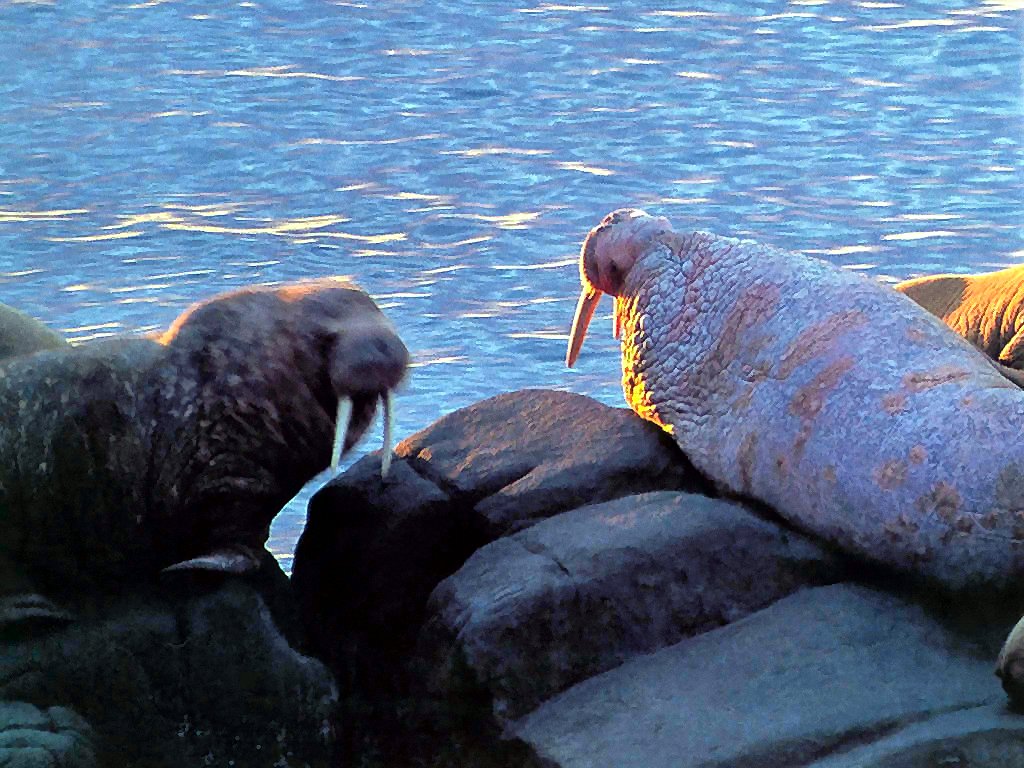 photograph of a pod of walruses