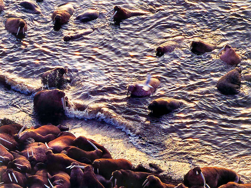 photograph of  walruses