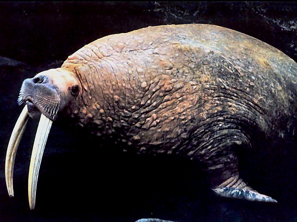 photograph of walruses