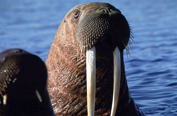photograph of walrus